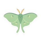 luna moth
